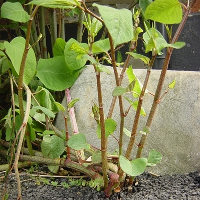 Don’t Let Japanese Knotweed Ruin Your Glorious Summer Garden