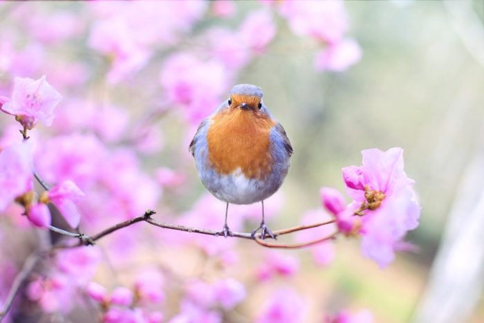 How to look after your garden’s winter wildlife this season