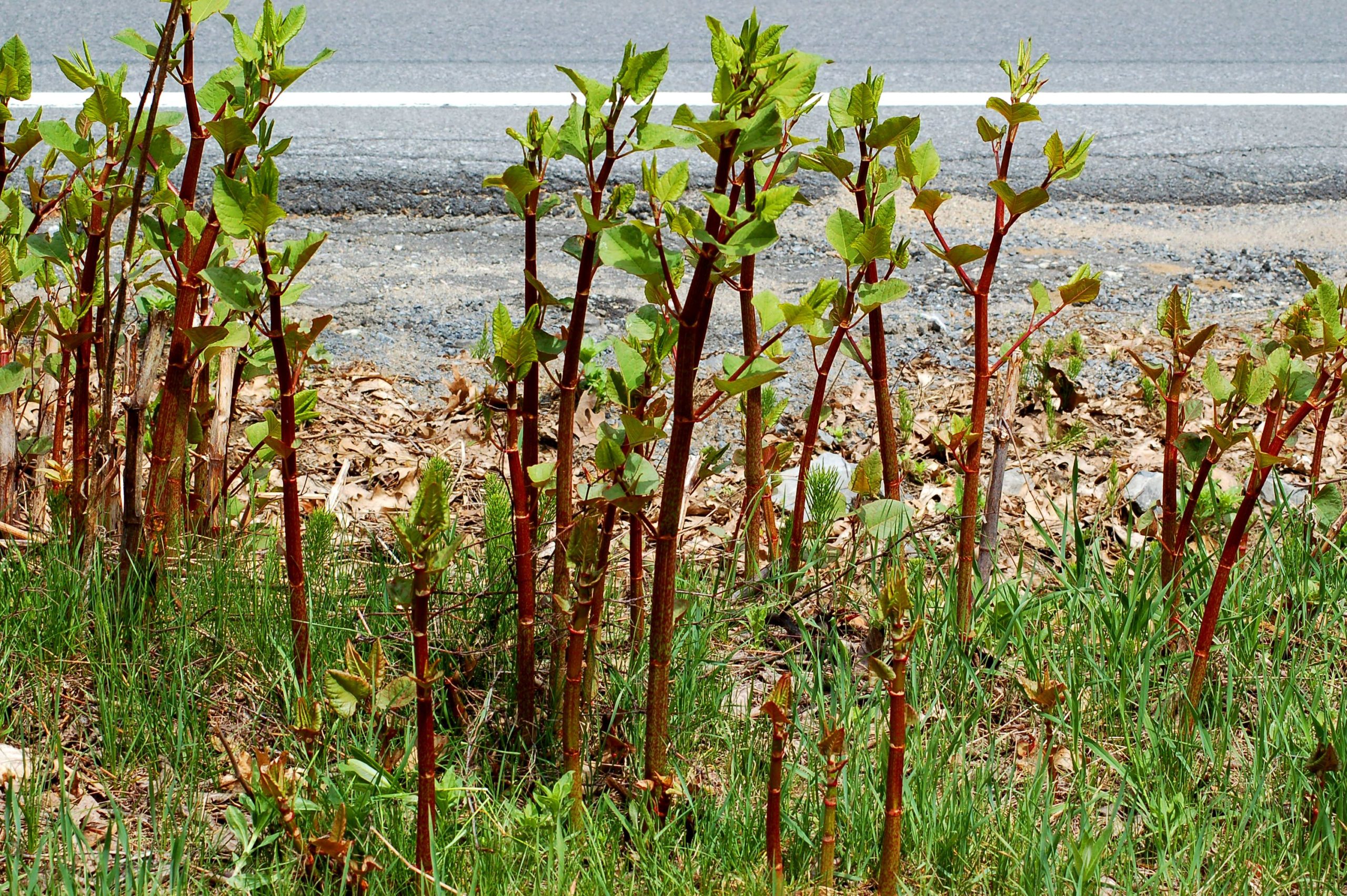 How to buy a property with Japanese knotweed