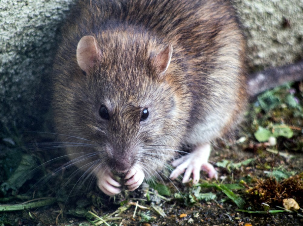 Why Long Island Needs A Pest Control Service Now More Than Ever