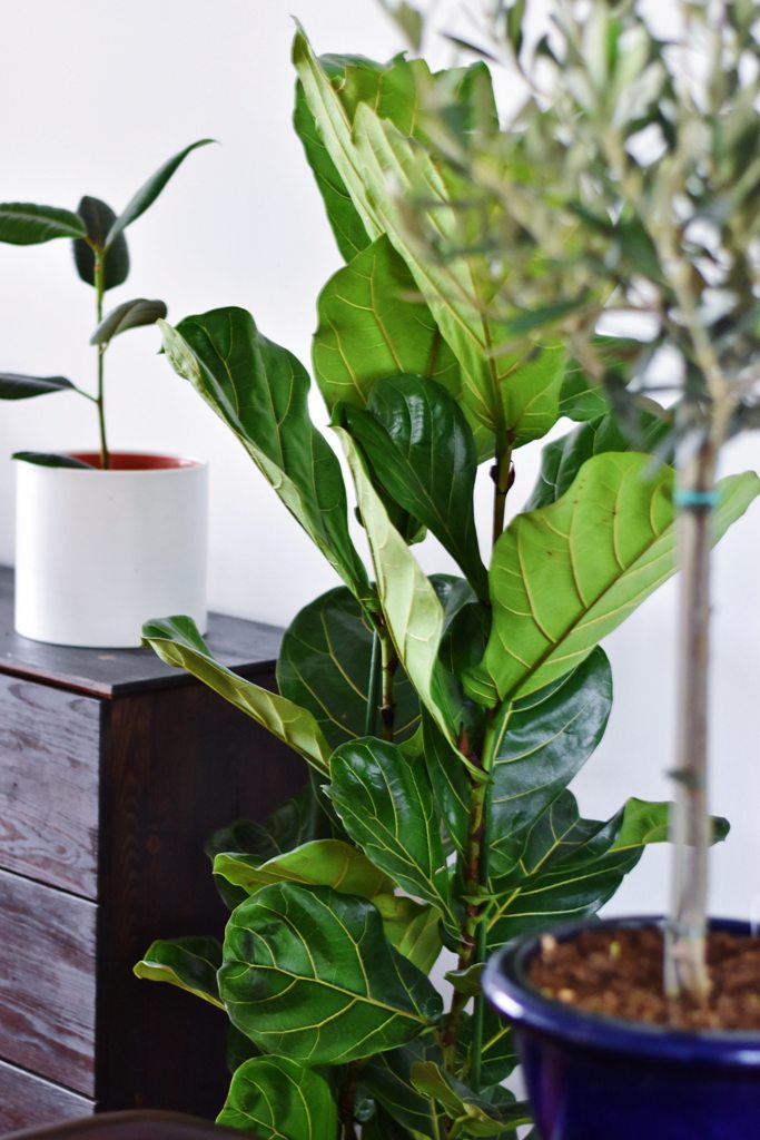 How Plants Can Breathe Fresh Air Into Your Home Decor