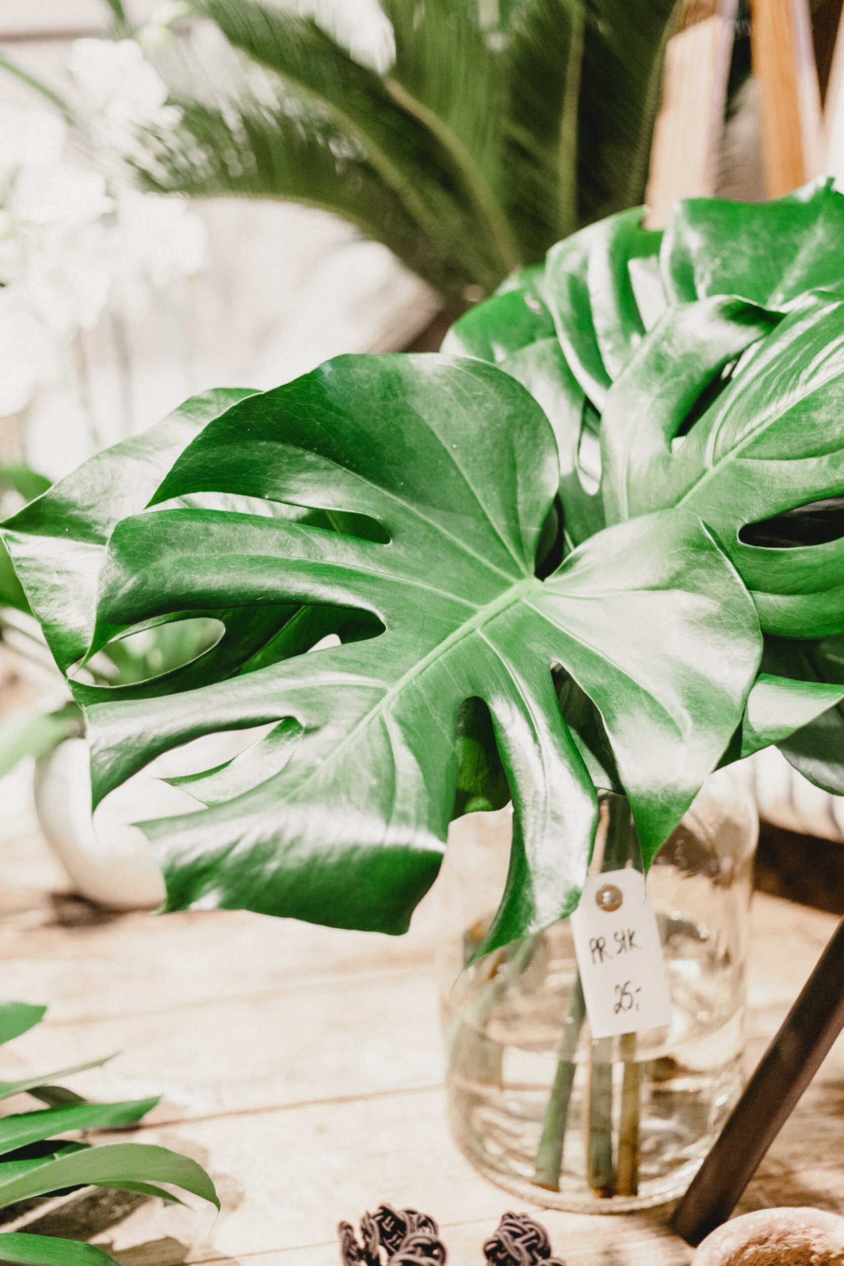 How to care for houseplants in winter
