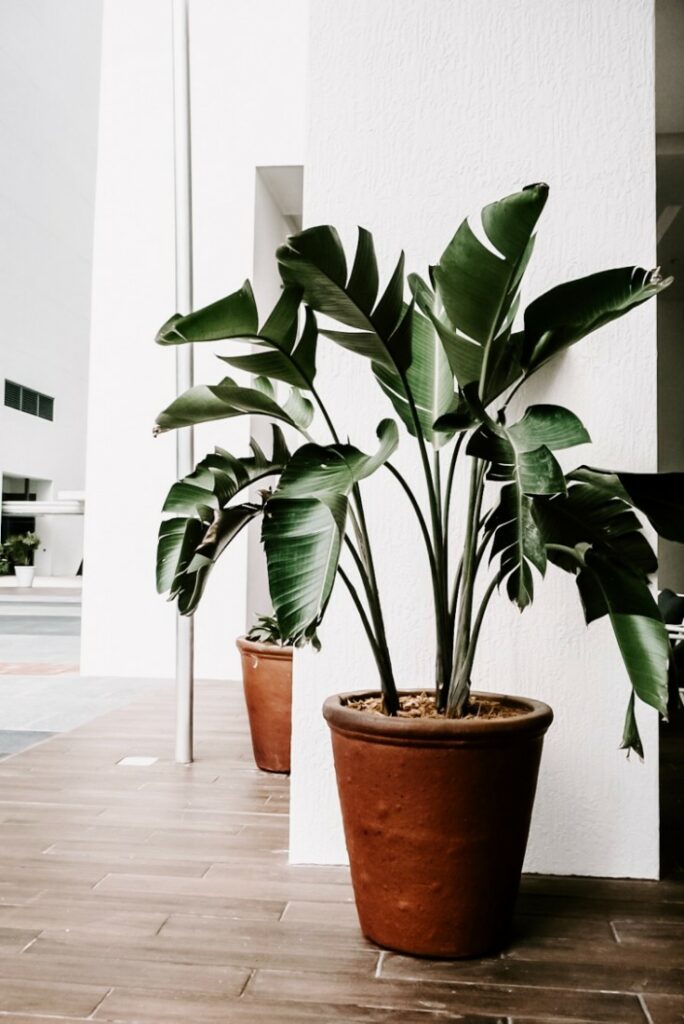 How to Keep Your Indoor Plants Alive in a Heatwave