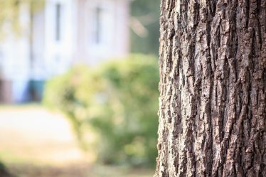 4 Reasons Why You May Need The Services Of A Tree Surgeon