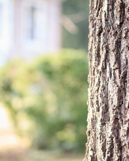 4 Reasons Why You May Need The Services Of A Tree Surgeon