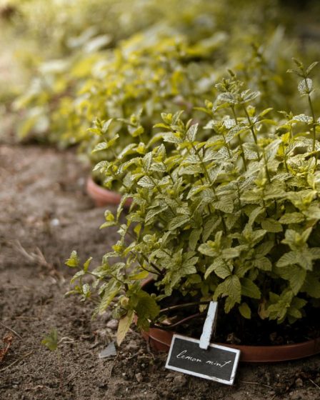 5 Plants to Avoid Growing in Your Garden and What to Plant Instead