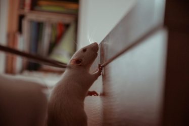 What To Do If You Suspect Rats Are In Your Walls A Homeowner’s Guide